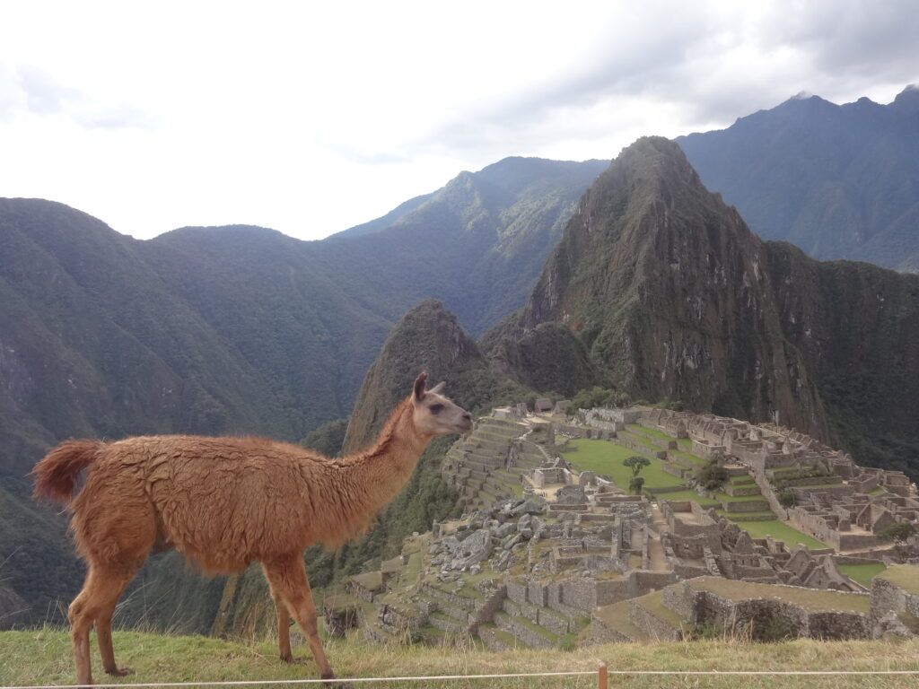 Alpaca con Machu Picchu de fondo